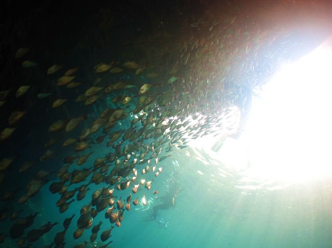 コメントはいらないですね。。。<br />色や海中を楽しんで下さい。