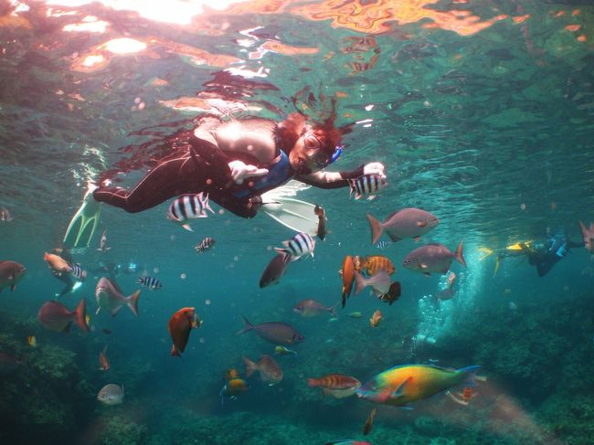 こんなに、熱帯魚が獲付けされています。