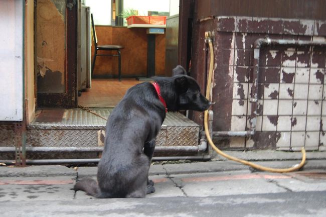 食べ物屋さんにいたわんこ。<br />照れ屋みたいで、カメラを向けるとそっぽを向いてしまいました。