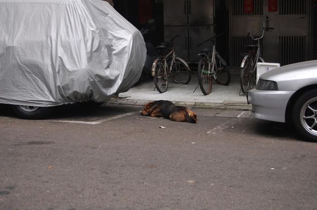 犬も縦列駐車。