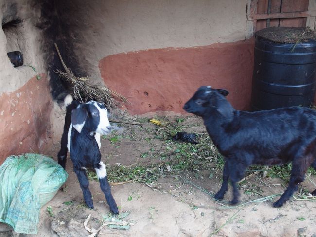 このお家はやぎを飼っていました。