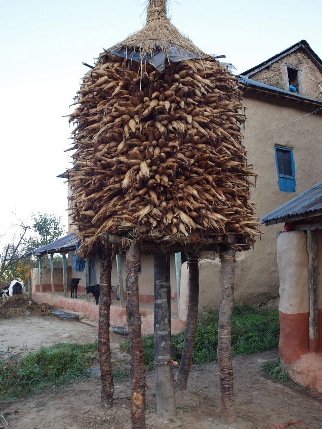 とうもろこしが干されています。