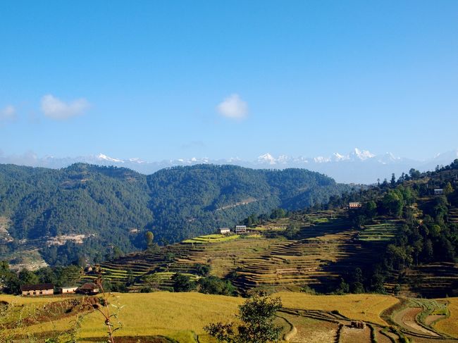 きれいな段々畑。