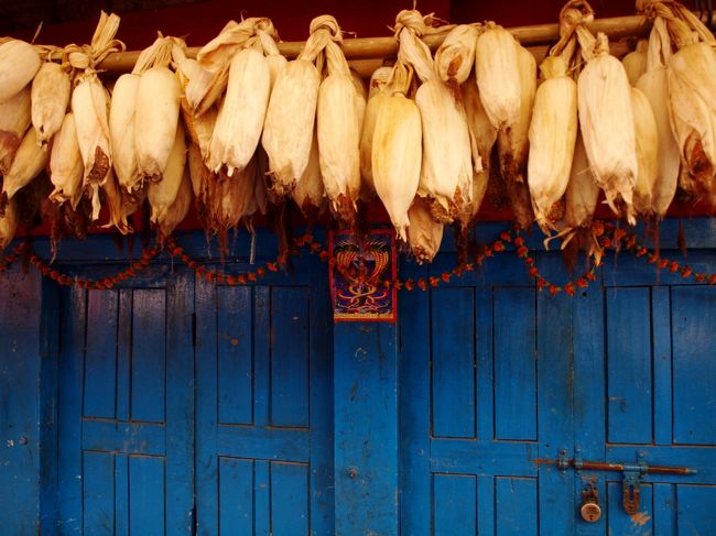 軒先にはもろこし。