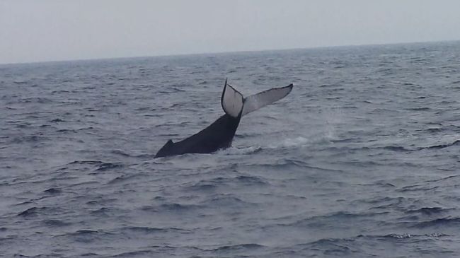 朝一番でホエールウオッチングに行きました。<br /><br />ホテルにもあったのですが、一人７千円だったので<br />ネットで見つけた６０人乗りクルーザーを所有する<br />トップマリン残波店にお願いしておきました。<br />こちらだと一人４５００円。まだ安い所はあったのですが<br />違いはクルーザーだと思います。<br />しかもトップマリンさんはホテルまでお迎えにきてくれます。<br /><br />この日くじら発見まで４０分位。見つけると他の会社の船が止って<br />いるのでわかるんでしょうかね？最後には周りに１０槽くらい<br />集まっていました。<br />くじらは近くでよく見えました。<br />ジャンプも何度も何度もしてくれて、すごいものが見れました。<br /><br />詳細はこちらで⇒http://mimahiya7128.i-ra.jp/e323834.html