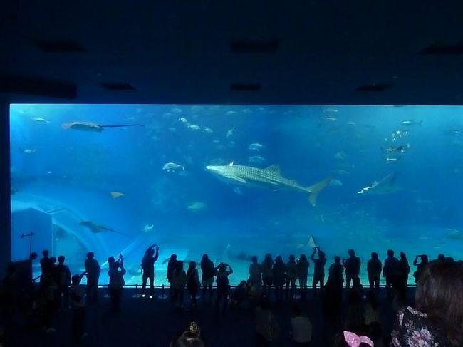 次はこの日のメイン観光<br />美ら海水族館へ<br /><br />入場券は近くのコンビニで２割引きで売っているので<br />そこで買っておくのがいいと思います。<br /><br />結局入場したのが４時以降だったので、４時以降は３割引きなので<br />コンビニで買った入場券との差額を返して頂く形になりました。<br />ってことは４時以降に入るなら、まっすぐここに来ても同じってこと<br /><br />大水槽で悠々と泳ぐジンベイザメは圧巻。<br />スロープを下りながら姿を見つけた時は思わず「うわ〜」っと<br />声が漏れました。<br /><br />１７時からのエサやりも見ごたえありました。<br />エサやりは水槽の一番前で、下から上を見上げながら見るのが<br />一番いいそうです。<br /><br />メインはジンベイザメなので大阪の海遊館と同じような感じ。<br />正直、もっと広いかと思っていました。<br />うちが見学に使った時間は１時間半でした。<br />