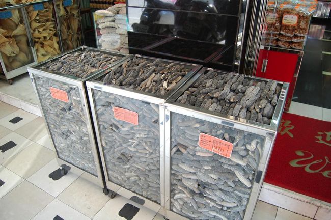 ナマコパラダイス！