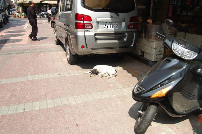 わんこはひなたぼっこ。