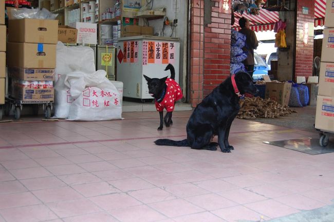 このわんこは服着てました(笑)<br />台湾の犬は、野良犬なのか飼われてるのかわからない！<br /><br />一度野良犬がスティッチの着て道路走ってるのを見た。