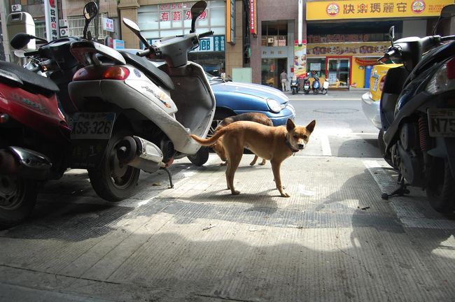 興味を示してくれたわんこ。