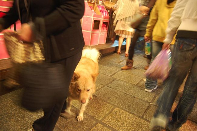 うろうろするわんこ。