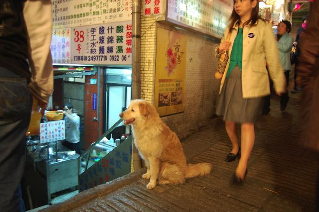 このわんこはいろんな店に入り込んでました。<br />店の人も怒らない。<br />地域密着型野良犬。