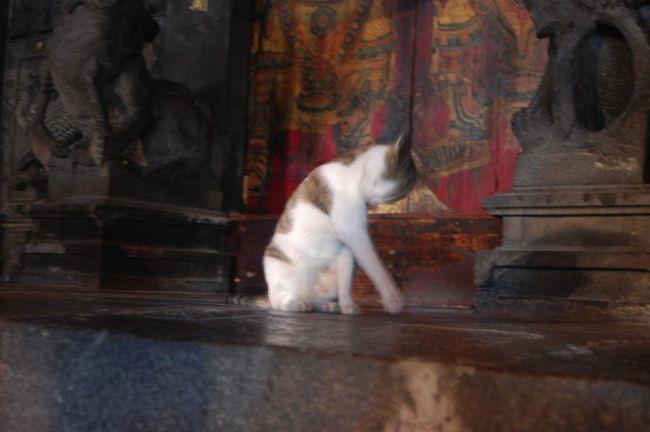 ここにも猫が！