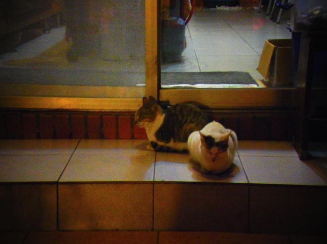 やっぱりのんき。