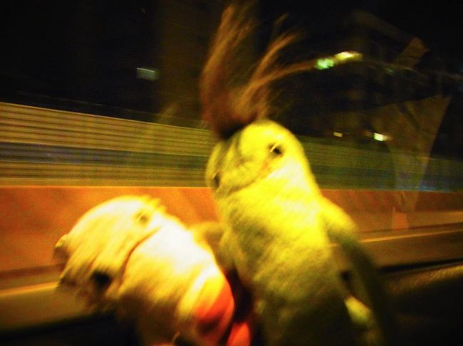 帰りもタクシー！<br />もうこの楽さを知ってしまうとダメですね。<br /><br />この帰りのタクシーがとにかくエキサイティングな運転だった。<br />猛スピードで車と車の間をすり抜ける！<br />人形と車窓を映そうとしたら写真のような有様に(笑)<br /><br />「何かに追われているんですか？」と聞きたかった(笑)<br /><br /><br />でもきっとこれが台湾の人たちの日常なんですね。