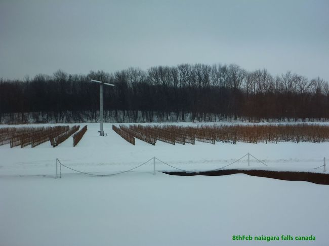 ちょいとわかりにくいですが、一面ブドウ畑です。