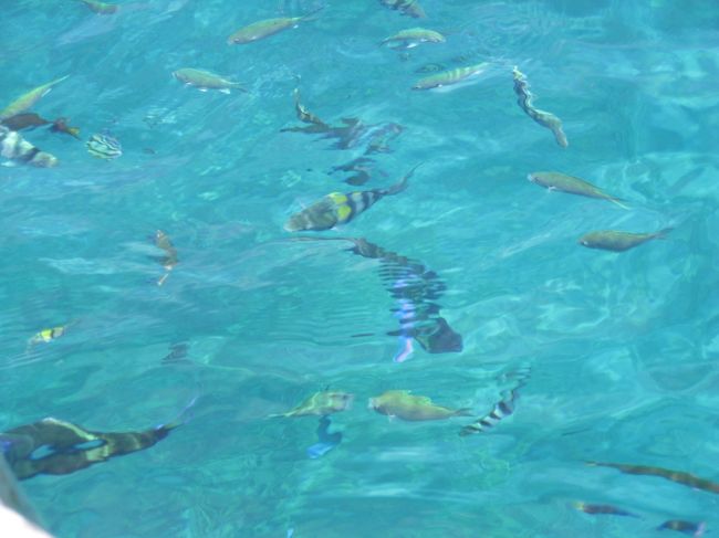 途中何箇所かで停まってくれ、その度にシュノーケリングを<br />楽しんだ。透明度が高く、いろんな魚が見えたが水中撮影可の<br />カメラでなかった為、写真がないのが残念。<br /><br />上海家族は子供が1歳未満と小さく、ただ見たり写真を撮る<br />だけで興奮していた。<br /><br />ツアー自体乳幼児連れでも参加可能だが心配な人はやめておいた方が<br />いいだろう。