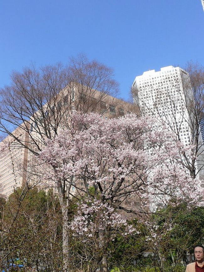 都内で桜探し 横網公園 両国中学横 新宿中央公園 上野公園 東京の旅行記 ブログ By Yo Haiさん フォートラベル