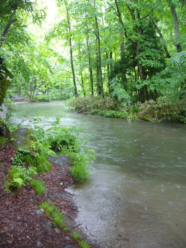 天気が良ければもっと綺麗に見えたのでしょうが・・・<br />雨が降っていてとにかく寒い。<br /><br />一応奥入瀬には過去にも来たことがあったので<br />その時の光景を思い出しながらの散策。