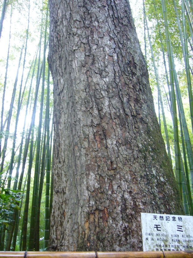 天然記念物になっているモミの木だそうです。<br />立派です。<br />中尊寺内は緑がたくさんあり、マイナスイオンをたくさん浴びれた気がします。<br />（小雨がぱらついていたのもありますが(^^ゞ）