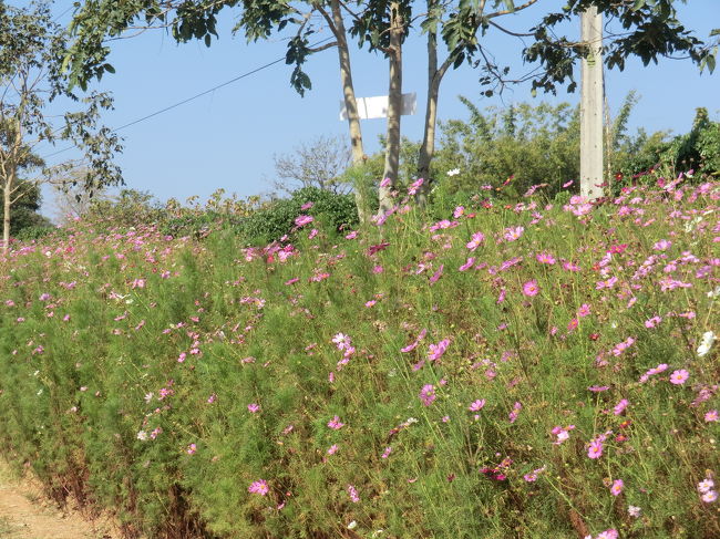 このコスモスが咲いている所を・・・やり過ごし左折・・・
