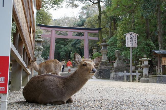 11 奈良公園の鹿と 春日大社 奈良市 奈良県 の旅行記 ブログ By Hhb00102さん フォートラベル