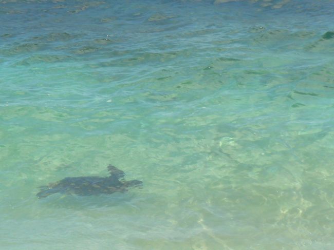 海がめ親子？が波打ち際まで来ていました