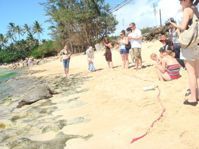 ラニアケアビーチ<br /><br />通称タートルビーチ！？<br />海がめいっぱいいました