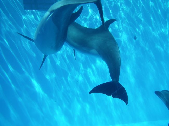 館内に入ると大きな水色の水槽発見。<br />イルカさんがいました。
