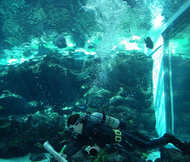 水槽の向こう側を<br />スタッフの人がお掃除。<br />途中でウミガメさんがいて<br />ウミガメさんと泳いでどっか<br />行っちゃいました。