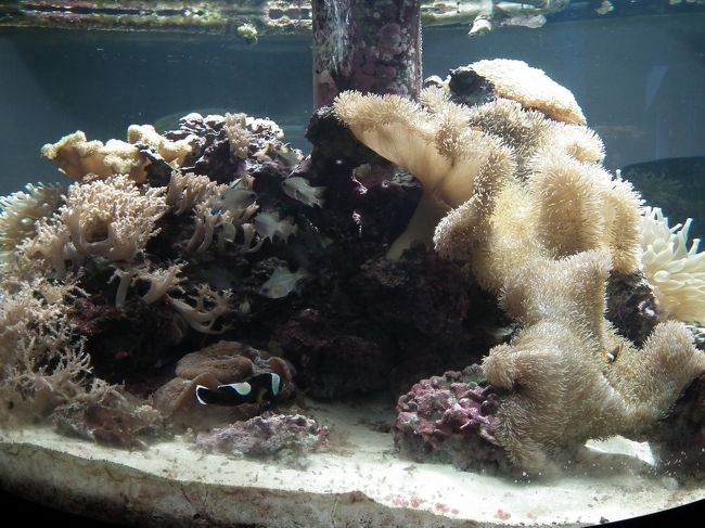 クマノミがいたけど<br />イソギンチャクに隠れちゃった。