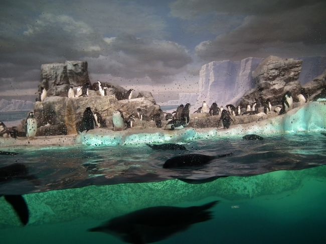 陸にいるペンギンさん達は<br />あんまり動かないなぁ。