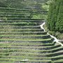 福岡のお茶処・・星野村！