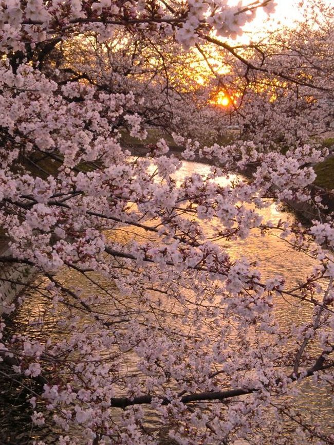 名古屋周辺さくら情報 名古屋 愛知県 の旅行記 ブログ By みっちゃん1636さん フォートラベル 名古屋周辺さくら情報 名古屋 愛知県 の旅行記 ブログ By みっちゃん1636さん フォートラベル