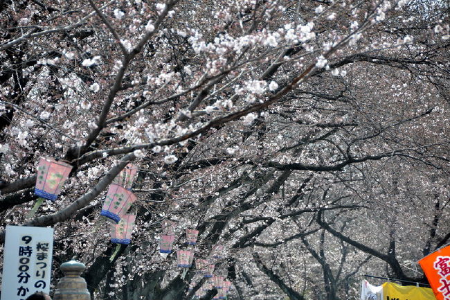 第35回各務原市桜まつり 各務原 岐阜県 の旅行記 ブログ By 風に吹かれて旅人さん フォートラベル