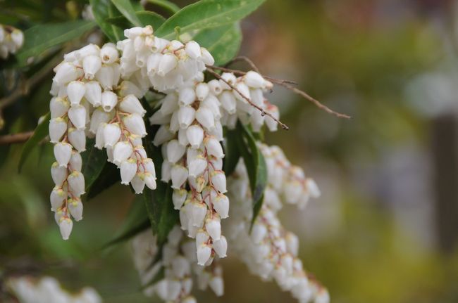 その彼方神社で、この旅最初の花に出会った。<br />白い馬酔木の花だ。<br />この花を見ると、なぜかいつも箱根を思い出す。