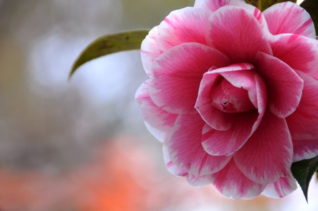 その朝霧橋の橋詰で、椿の花が咲いていた。<br />『光源氏』と言う名のその花は、艶やかさの中に儚さを感じさせた。