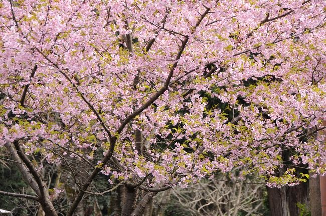 その境内では、河津桜の桃色の花も咲いていた。<br />今年は、河津桜によく出会う。