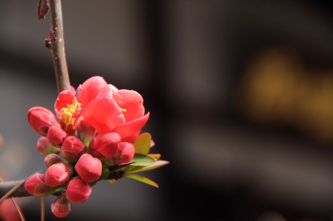 本堂前には、朱色の木瓜も咲いていた。<br />たくさんの春の花が咲いているが、訪れる人もいない。<br />ここは観光と無縁の寺らしく、静かに花を楽しめた。