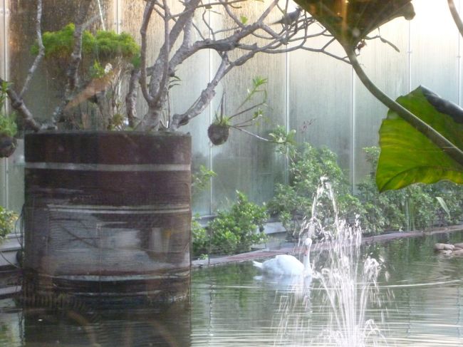 ３月６日（日）<br /><br />昨夜遅くコロンボのヒルトンホテルにチェックイン、<br />朝食はガラス張りの池のそば、白鳥もスーイ　スイ。優雅なひと時！