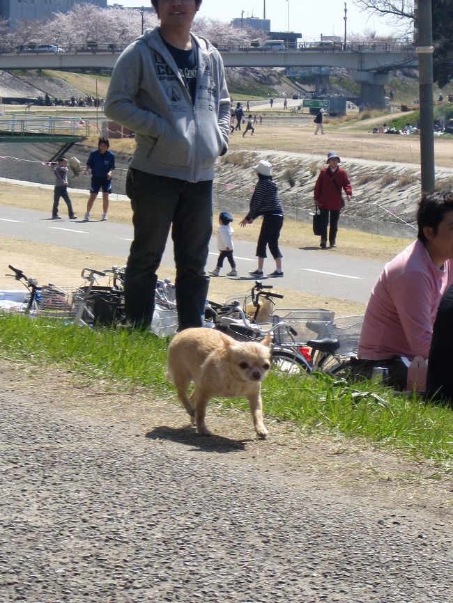 ご主人さまの後をついて、<br /><br />トコトコやってきたチワワ。<br /><br />歩き方が独特で、首輪もつけずかなり目立つ。