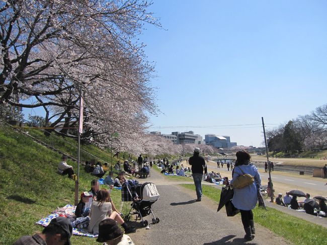 河川沿いに約1キロ続く250本もの桜。