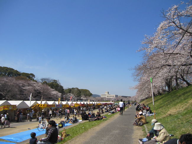 今年は東日本大震災の被災者へ配慮して<br /><br />桜カーニバルは中止。<br /><br />提灯やボンボリもなく、例年より3時間短縮し18時までで<br /><br />ライトアップも中止。<br /><br />お店やお弁当やの売上も激減だろうね。