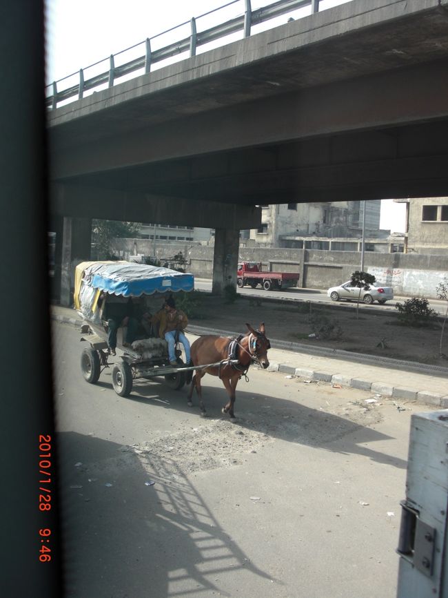 しばらく、同じ景色だし <br />昨日あまり寝てないので、爆睡してしまいました〜。 <br /><br />アレキサンドリアの街30キロ手前くらいで <br />起きたら、だいぶ発展した街中に入ってました。 <br /><br />先程まで走ってた、果物畑から変わり <br />建物が多くなった。 <br /><br />砂漠の中に新しく作ってる途中の街なんだって。 <br />馬が結構いるます。普通に。<br /><br />