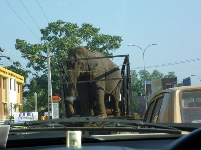 チャーターした乗用車と運転手さん　ガイド君の四人でのツアーの始まり。アヌダラプラから、ダンブラに向かいます。<br />アー！　トラックで象を運んでるー。　それも２頭！