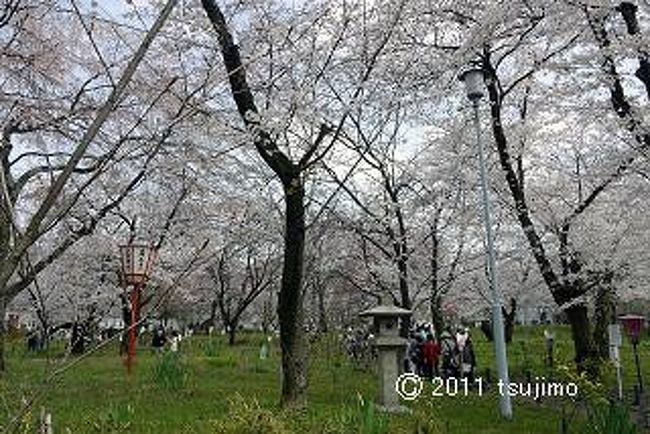園内は桜で一杯です。<br />満開までもう少しかなぁ。
