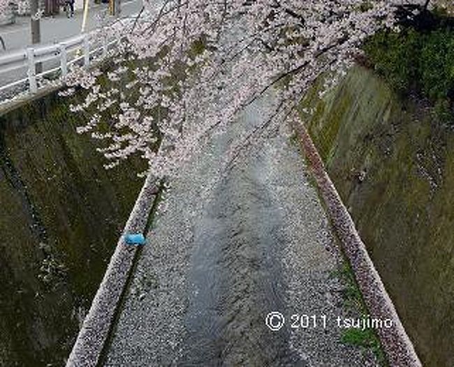 近くに流れる紙屋川の桜。<br />川面に落ちる桜の花びらがとても綺麗でした。