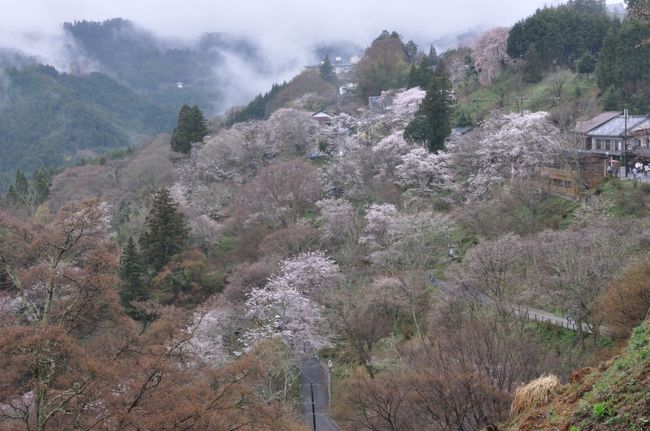 吉野千本桜』吉野(奈良県)の旅行記・ブログ by hirootaniさん