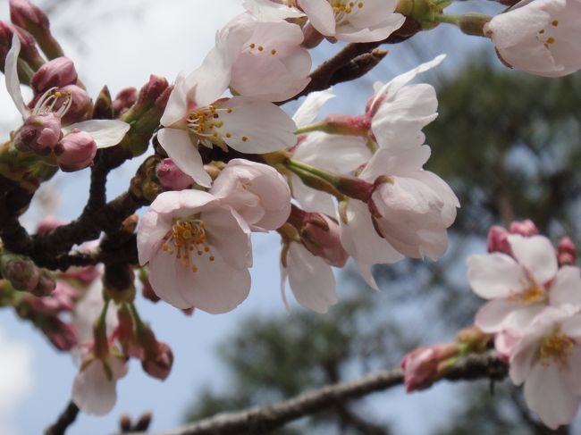 それなりのアップで撮った桜です。