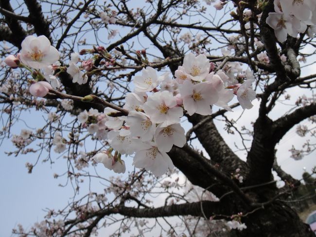 おまけ：家の近くの桜<br /><br />やはりブルーシートで宴会をしている方は昨年よりも少なかった気がします。来週には満開になるので来週にはもう少しにぎやかになると期待しています。<br /><br />やっぱり日本人には桜は必要です！って改めて感じました。<br />来週には家の近くの桜通りを探索してみようと思います。